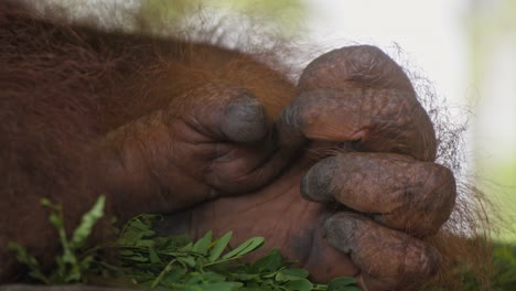 Nahaufnahme-Des-Fußes-Eines-Orang-Utans,-Der-Zunächst-Zur-Faust-Geballt-Ist-Und-Sich-Allmählich-Entspannt