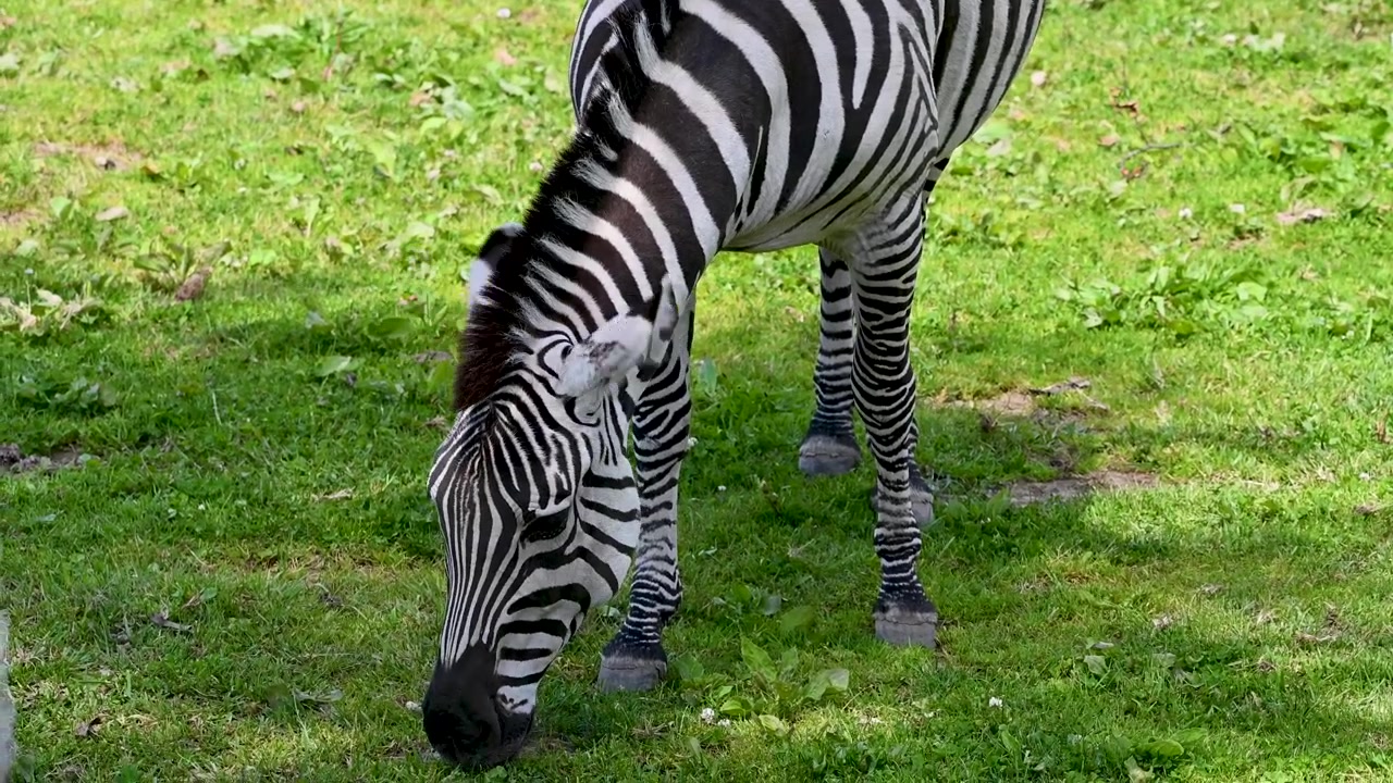 Due zebre che pascolano in un rigoglioso campo verde in un recinto dello zoo.