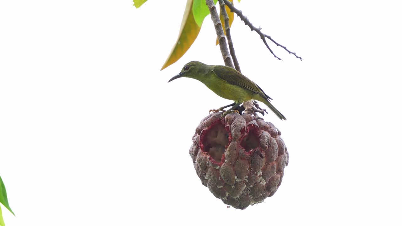 A vibrant female sunbird perches on a ripe, red custard apple in the backyard, curiously surveying her surroundings and chirping, close up shot.