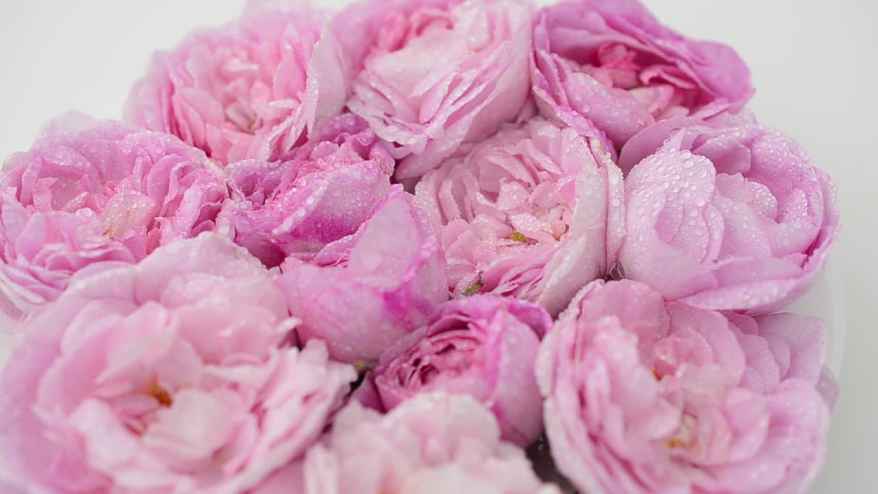 Rosa-chá em fundo branco. Fotografia em movimento.