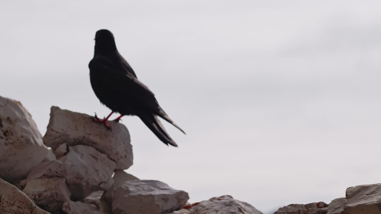 pájaro negro caminando sobre roca y piedra con cordillera en el fondo