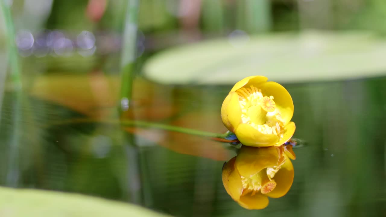 꽃이 피는 노란색 nuphar lutea