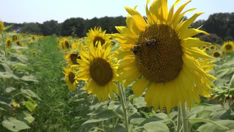 Sunflowers-swaying-in-the-breeze-at-Dorthea-Dix-Park-in-Raleigh,-NC