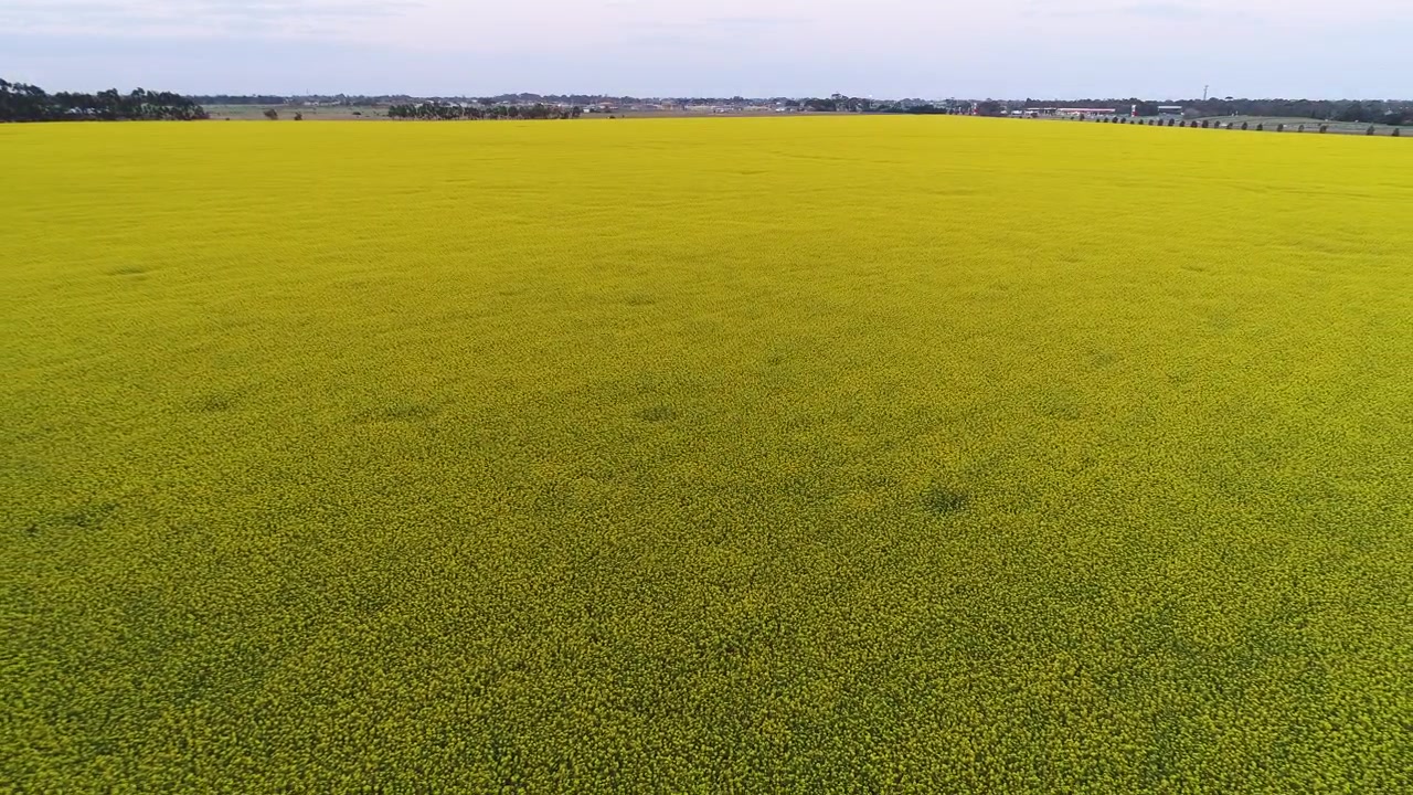 Ripresa Aerea con Drone di un Campo di Colza