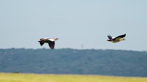 Slow-Motion-of-Egyptian-Goose-Bird-Flying-in-Flight-in-Africa,-Egyptian-Geese-African-Birds-on-Wildlife-Safari-in-Masai-Mara,-Kenya-in-the-Air-Maasai-Mara-Birdlife