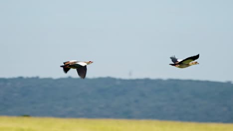 slow motion of egyptian goose bird flying in flight in africa, egyptian geese african birds on wildlife safari in masai mara, kenya in the air maasai mara birdlife