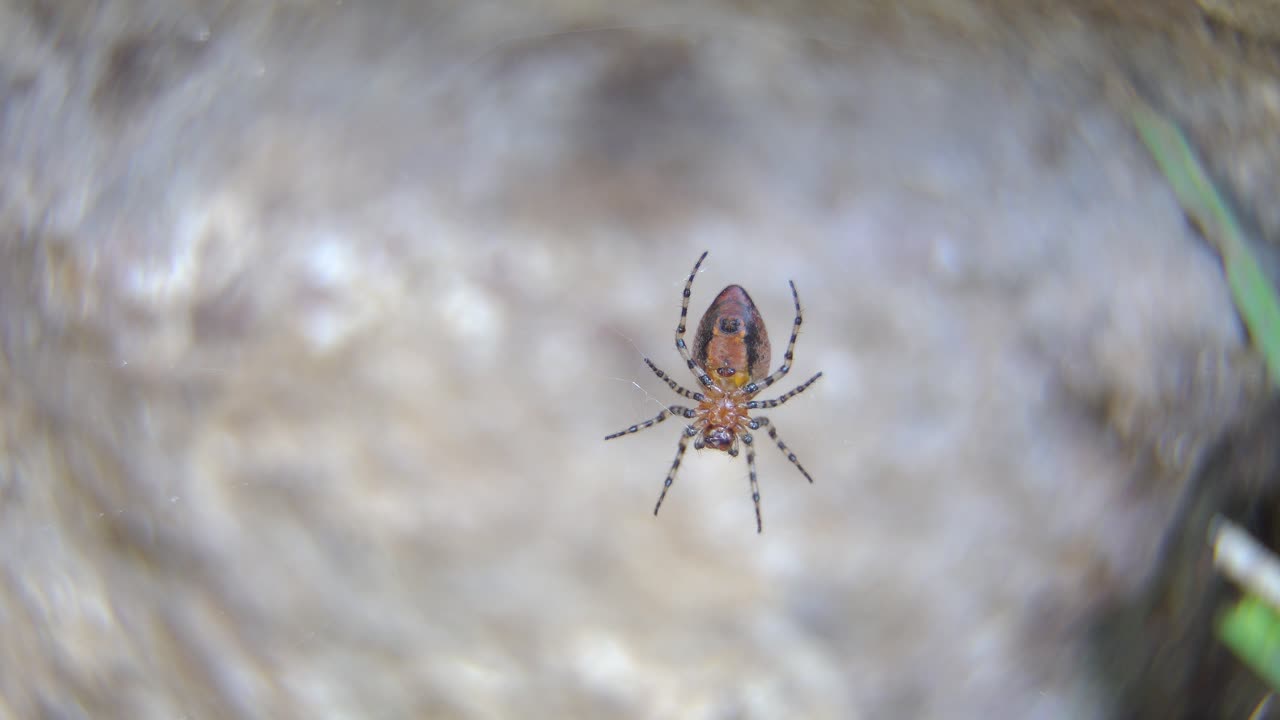 A red weaver spider sits quietly at the center of her web.