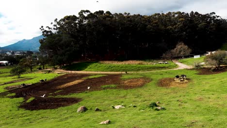 Este-Metraje-Te-Lleva-En-Un-Viaje-Cautivador,-Comenzando-Desde-El-Bosque-Y-Retrocediendo-Para-Revelar-Un-Pintoresco-Grupo-De-Vacas-En-Un-Entorno-Rural-Sereno-E-Idílico.