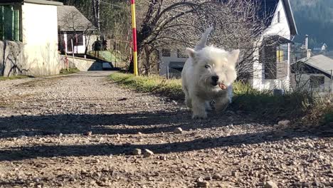 West-highland-terrier-walking-on-road-slowmotion