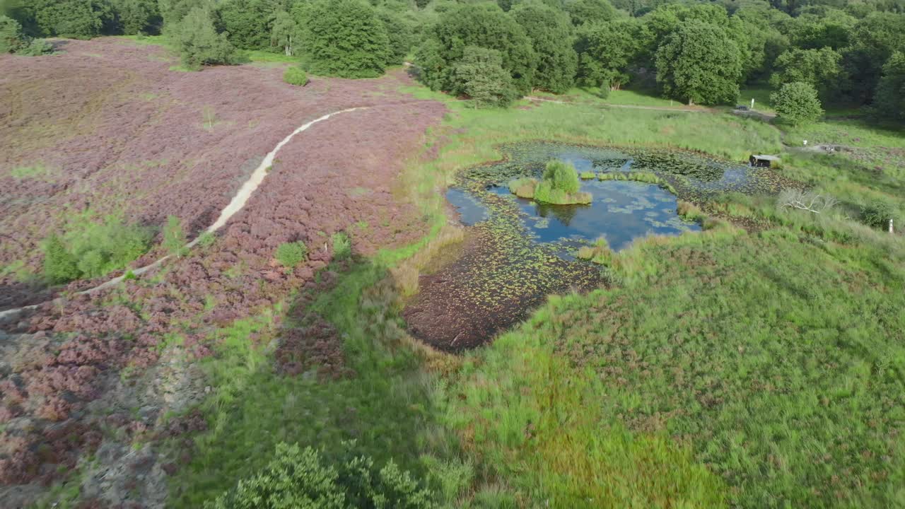 vista aérea del floreciente brezal púrpura con estanques y agua en el parque nacional de mainweg, países bajos - imágenes de drones de 4k
