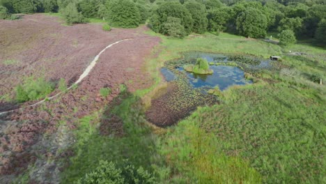 aerial view of blooming purple heathland with ponds and water in nationalpark de mainweg, netherlands - 4k drone footage