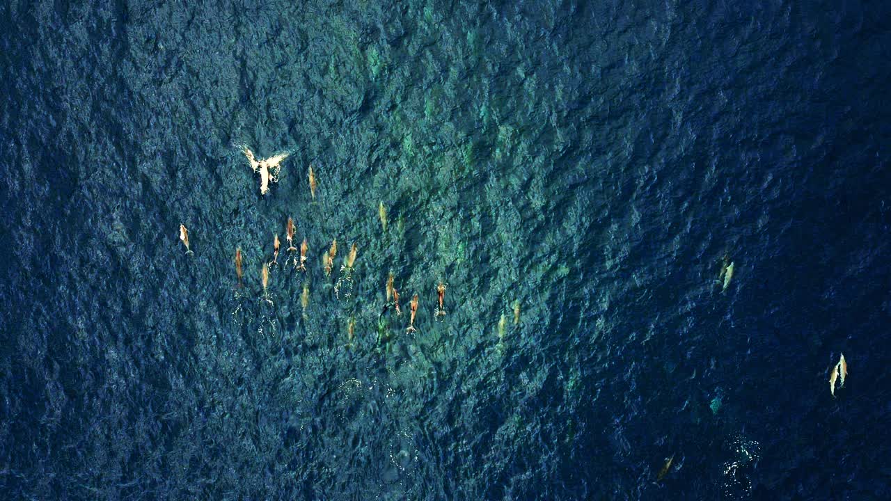 Group Of Spinner Dolphins Swimming Close To The Water Surface Of  The Deep Blue Ocean. - top view aerial