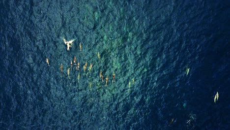 group of spinner dolphins swimming close to the water surface of  the deep blue ocean. - top view aerial