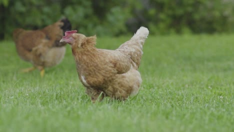 Dos-Gallinas-Tratando-De-Buscar-Algo-Comestible-En-El-Jardín