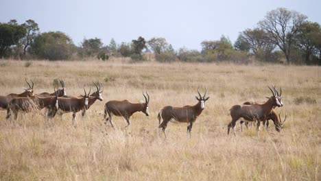 una manada de blesbok camina a través de las altas hierbas de la sabana de sudáfrica