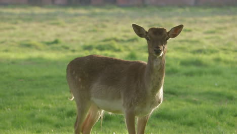 female deer eating in front of camera in the sun