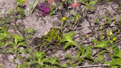 Iberischer-Grüner-Frosch-Pelophylax-Perezi,-Der-Am-Rand-Des-Teiches-Sitzt