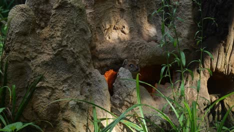 aufmerksames erdmännchen, das sich außerhalb seiner höhle im zoo von amersfoort, niederlande, umschaut