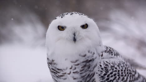 slow motion view of a snowy owl in a winter landscape - hunting bird of prey