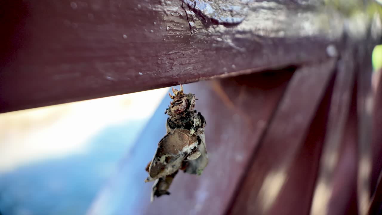 Close up view of a bagworm caterpillar hanging from a wooden railing with leaf shells in Laos Southeast Asia