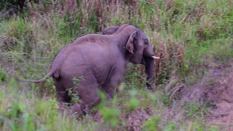 Indian-Elephant,-Elephas-maximus-indicus,-Thailand