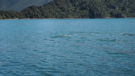 ballena asesina de nueva zelanda - orca en la superficie del océano azul con colinas verdes en el fondo