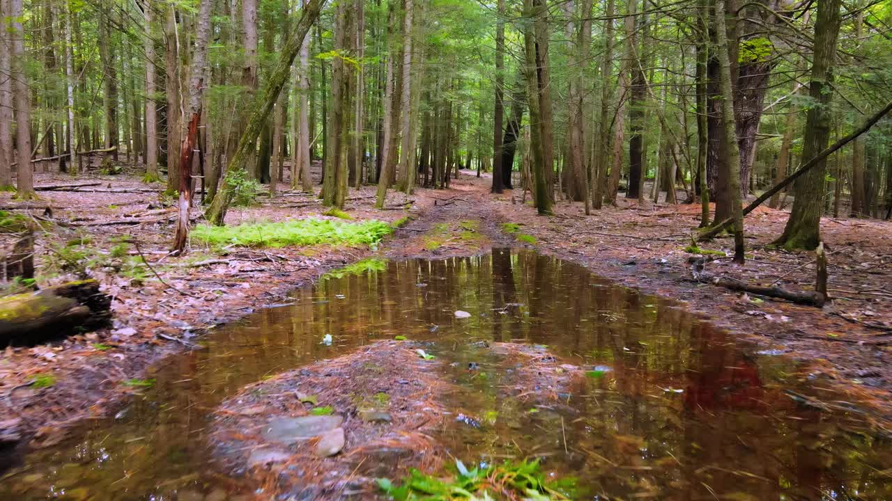Nagranie z drona lecącego nisko nad poszyciem lasu sosnowego latem w Górach Catskill.