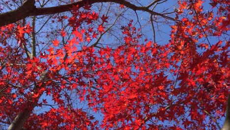 looking up at red maple leaves against blue sky, slow motion