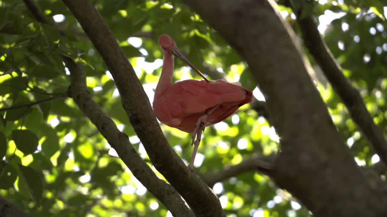 Scarlet Ibis Bird standing on a tree branch in Taipei Zoo