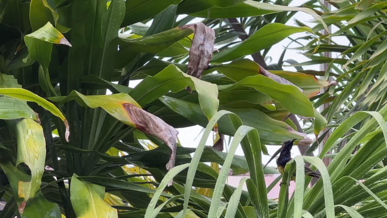 생생한 수컷 올리브 백업 선버드, 열대 나무 잎에 앉은 시니리스 주굴라리스, 해질녘이 되기 전에 바람에 흔들리는 잎사귀로 아름다운 깃털을 다듬고 손질하고, 클로즈업 샷