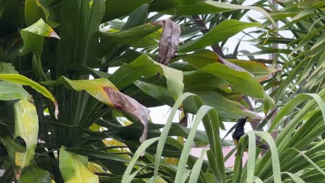 sunbird con respaldo de oliva macho vívido, cinnyris jugularis posado en la hoja de un árbol tropical, acicalándose y arreglando sus hermosas plumas antes del anochecer con hojas balanceándose en el viento, tiro de cerca