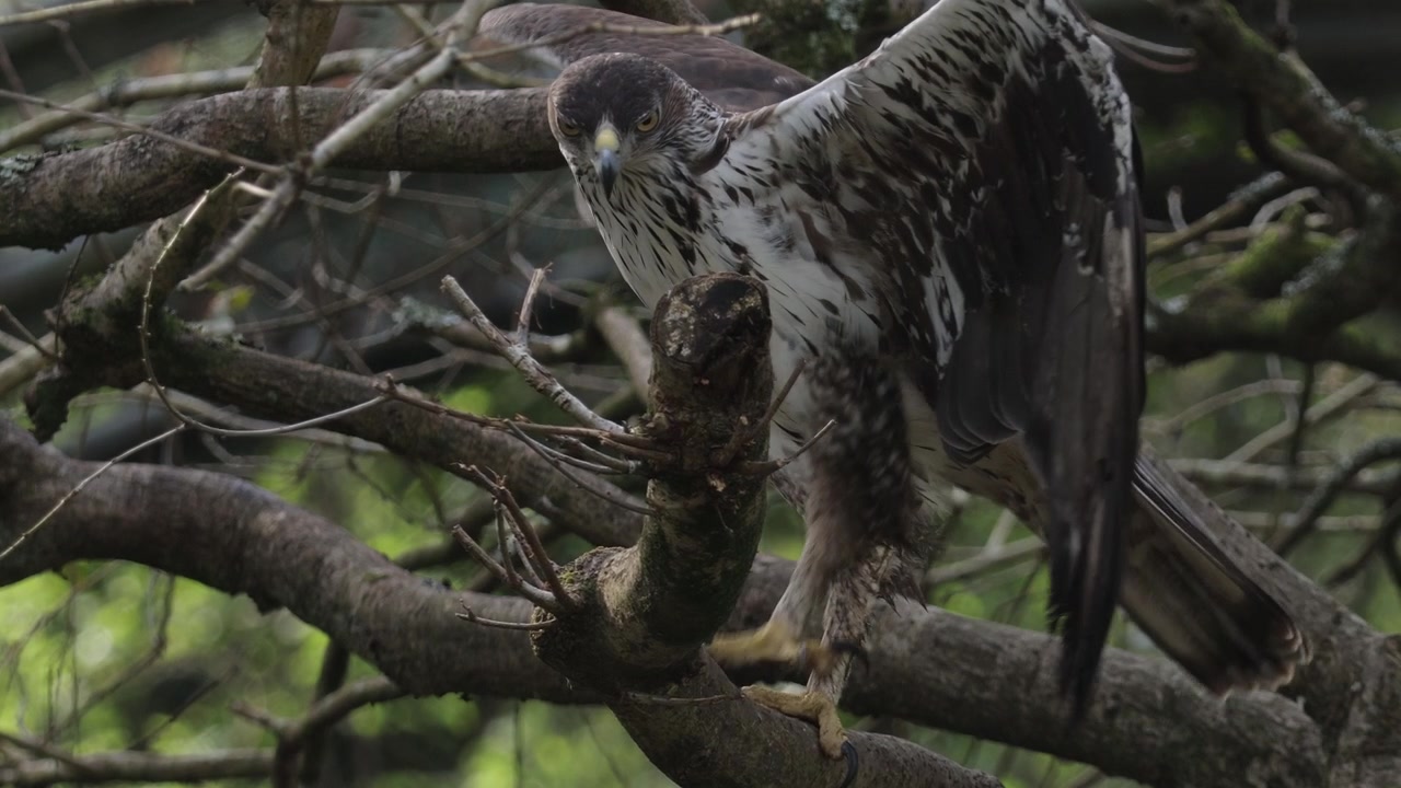 Aquila del Bonelli (Aquila fasciata) appollaiata su un albero.