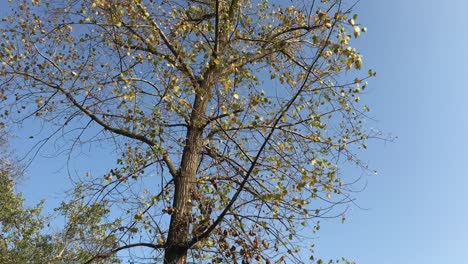 revoloteando hojas de otoño de un árbol en el parque en un día ventoso