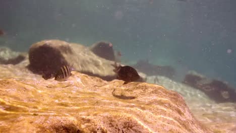 parque de snorkel 11