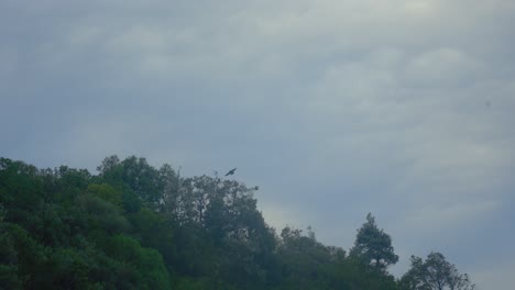 A-slow-motion-shot-of-a-crows-flying-among-trees-in-the-sand-dunes-of-southern-Australia