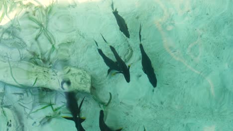 Top-down-view-of-shoaling-tropical-tang-surgeonfish-feeding-in-shallows-of-ocean-in-Raja-Ampat,-West-Papua,-Indonesia