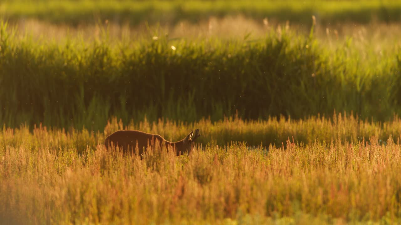 Medium shot of a roe deer standing in a sunlit meadow during the golden hour on a warm summer day, slow motion