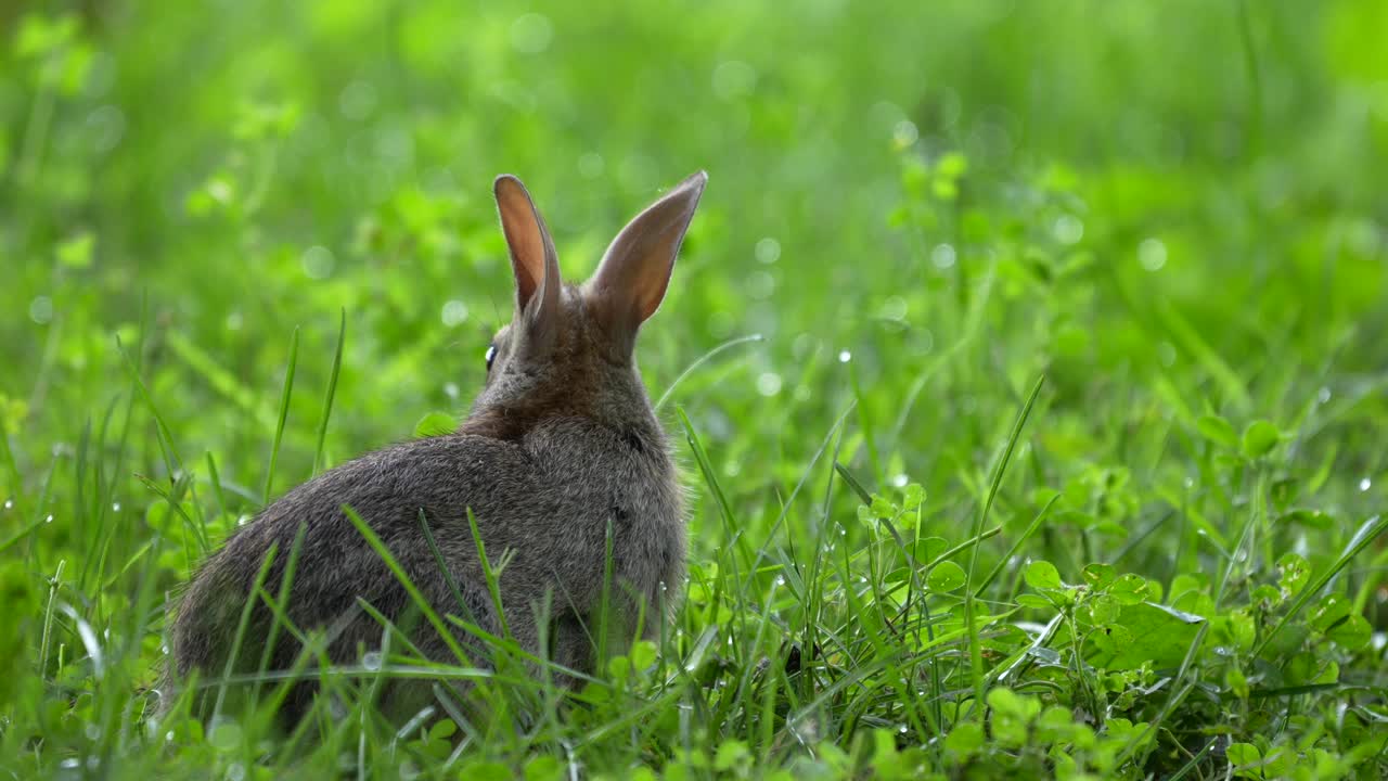 어린  ⁇ 털 토끼 가 여름 아침 에 이슬 이 있는 잔디 의 줄기 를 찾고 있다