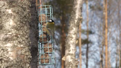 static view of beautiful bird that eats through a cell contained balls of seeds