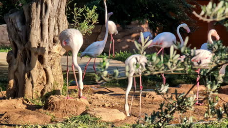 greater flamingoes near pond at wildlife nature park