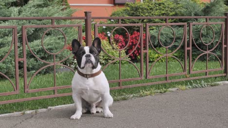 adorable doggy white and black color outdoors