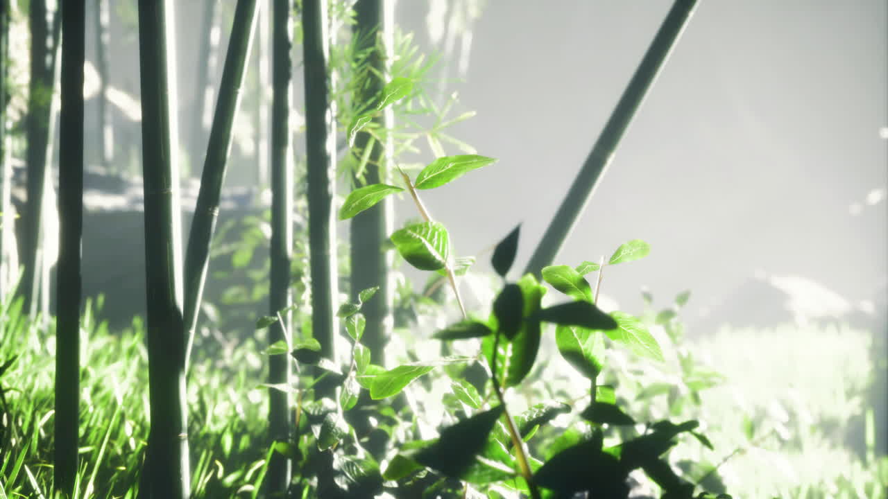 Majestic light filtering through bamboo forest in tranquil morning glow