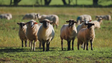 white wooly sheep with black heads grazing in the meadow curiously staring