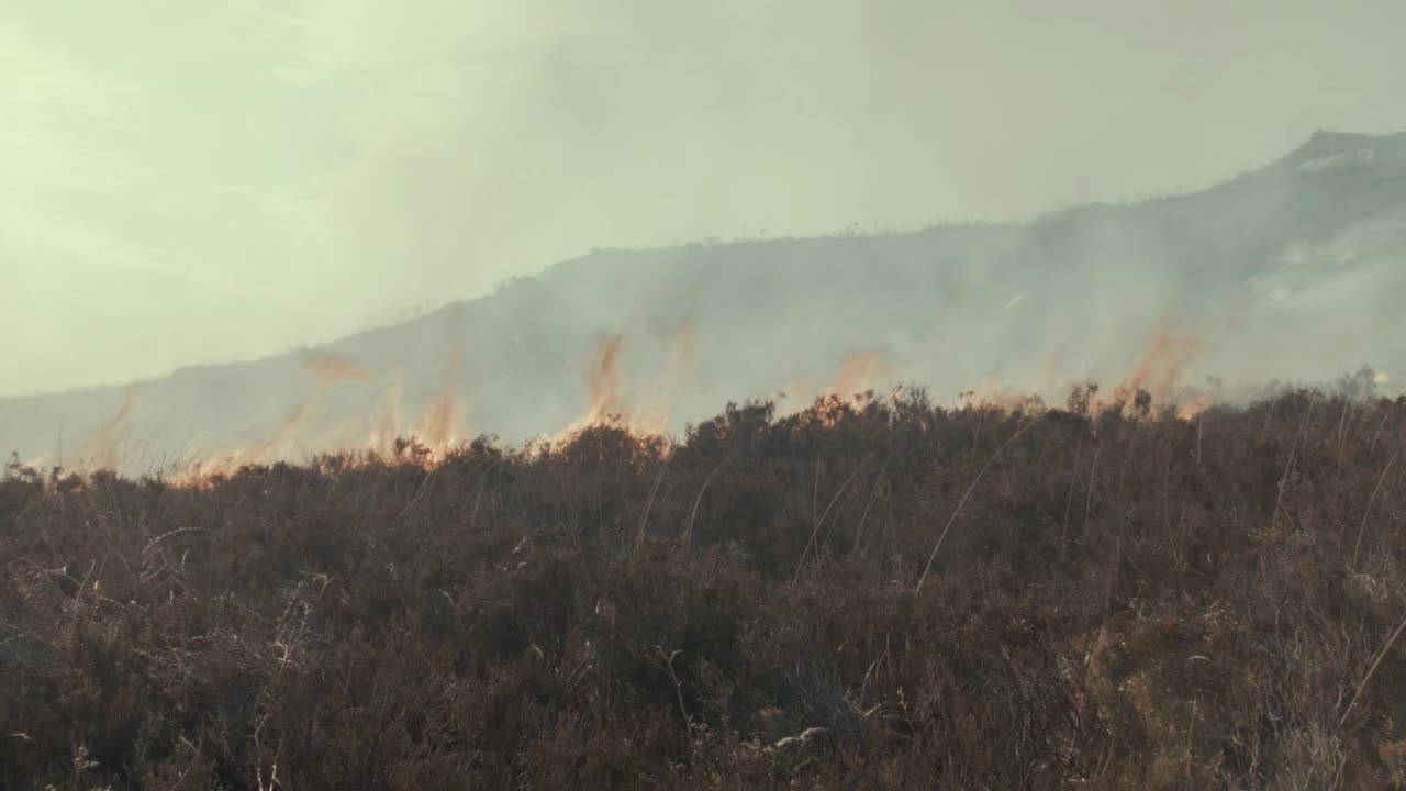 gorse mid shot 뒤에 오는 산불 바람에서 타오르는 불꽃
