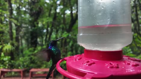 slow motion close-up of a hummingbird flying in one place by flapping its wings in the monteverde cloud forest, costa rica.