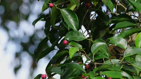 Peering through the leaves of a fig tree, a Green-eared Barbet Psilopogon faiostrictus is looking for ripe fig fruits to eat, from a tree in Kaeng Krachan National Park in Thailand