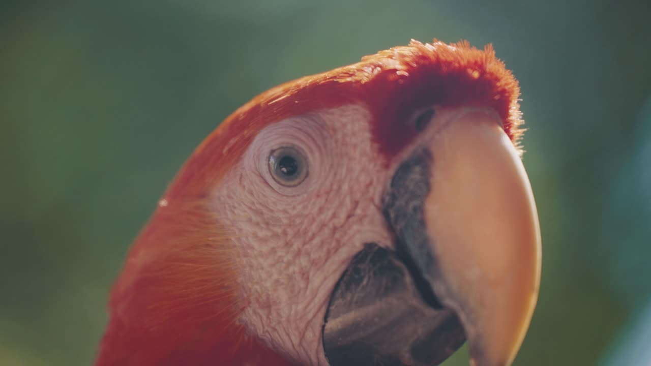 loro guacamayo escarlata sobre fondo verde - primer plano