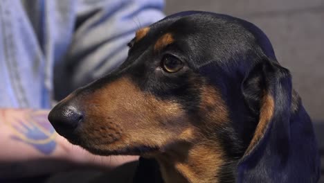 a little sad dog is waiting for its owner