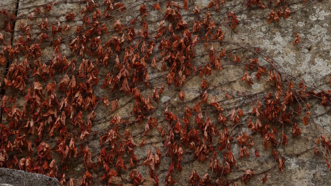 돌담에 붉은 잎