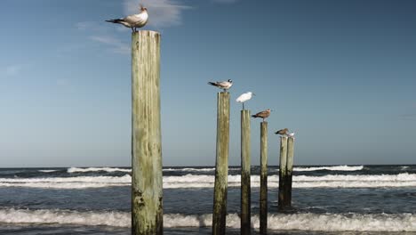 birds by the shore at the beach